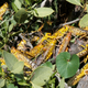 Desert locusts are seen within a grazing land in Lemasulani village, Samburu County, Kenya Jan. 17, 2020.